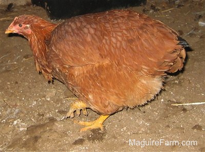 Left Profile - A rust colored New Hampshire Red chicken is moving across a barn