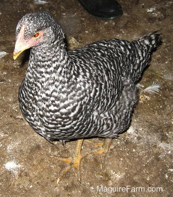 Close Up - A black and white striped Barred Rock Chicken is standing in a barn. There is a shoe in the background