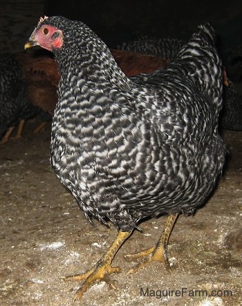 Close Up - Black and white striped  Barred Rock chicken in a coop standing on top of its own poop