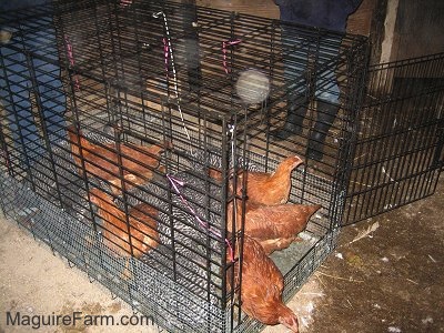 Barred Rock chickens and New Hampshire Red chickens are walking out of a dog crate into a chicken coop