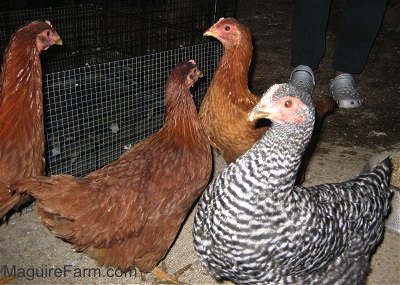 Three New Hampshire Red Chickens and A Barred Rock Chicken is standing in a barn, next to a pen and there is a person behind them
