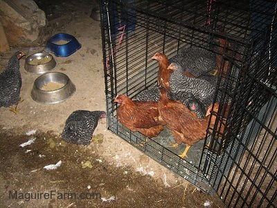 Two Barred Rock Chickens are moving towards feed. The Rest of the Barred Rock chickens and the New Hampshire Red Chickens are still inside of the dog crate