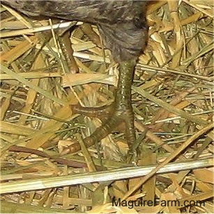 Close Up - A chicken's green leg standing on yellow hay