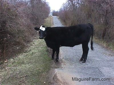 A Black Cow with a White Spot on its forehead is blocking a driveway