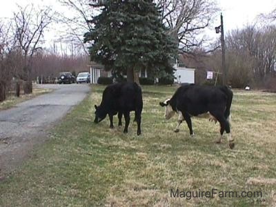 A Black Cow and a Black and White Cow are walking towards a tree  and a house in a yard
