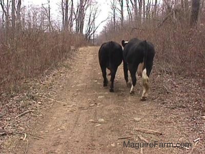 A Black Cow and a Black and White Cow are walking down a dirt path