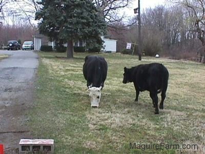 A Black Cow with a White head is pointing forward. A Black cow is facing a house in a background