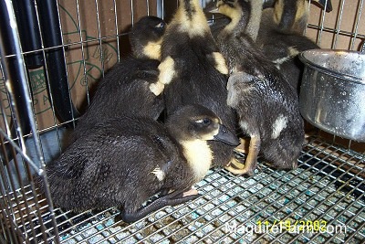 Six ducklings are crowded into the corner of a cage.