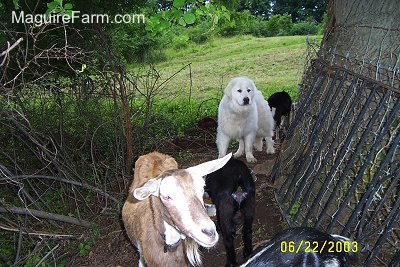 A Great Pyrenees dog and four goats. A black goat is eating out of a silver dish. Another black goat is behind the dog. A brown and white goat is standing in front next to a large tree.