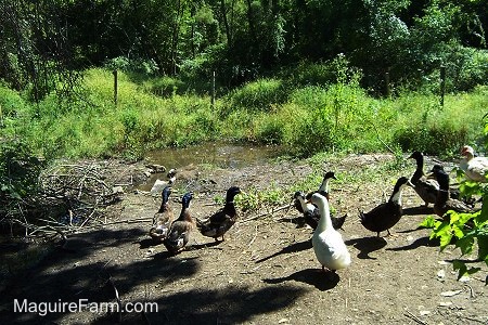 A number of ducks are standing on the land area of Duckland. There is a small pond at the end of the stream that is going through duckland