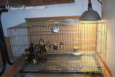 A bigger cage with seven ducklings sitting in the corner of it. There is a heat lamp on the other end that no duck is under.