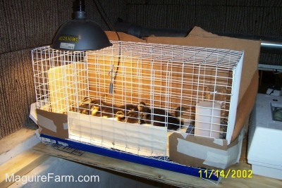 A small white cage with a blue bottom with seven ducklings sitting in it. The cage has a heat lamp pointing down on one end from the top. The first few inches of the cage have pieces of cardboard taped to it to prevent the birds from getting out.