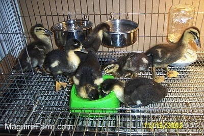 Two ducklings are drinking out of the green plastic water bowl. There is another duckling drinking out of a silver water dish that is attacked to the side of the cage. Four Ducklings are just walking across the pen