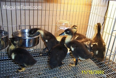 One Duckling is drinking out of a waterbowl. There are Two Ducklings eating out of a food dish and the rest of the ducklings are just looking around inside of a cage