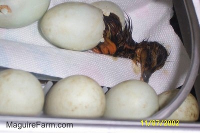 A wet duckling is on a paper towel in an incubator as it begins to come out of one of the eggs