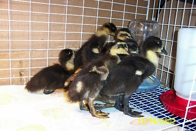 Seven Ducklings are standing at the edge of paper towel. On the other side there is a water dispenser and a food dispenser across from each other