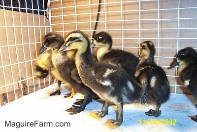 Seven ducklings on a paper towel in a cage