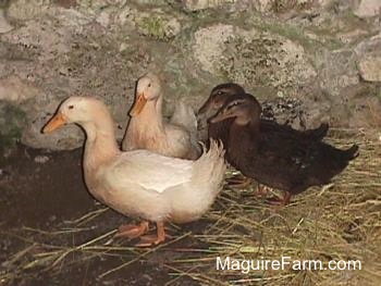 Two black with brown and two white ducks are standing in front of a stone wall inside of an old springhouse