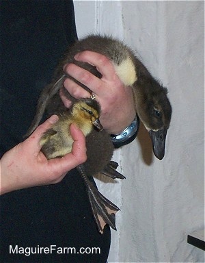 A person is holding two ducklings. Their left hand is holding a duckling that is 1 day old. Their right hand is holding a duckling that is 17 days old. The difference in size in a short time is inspiring. The smaller duckling is about 2 and a half inches and the older duckling is about a 18 inches.