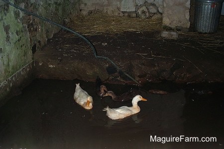 Two white and three black ducks are swimming in water in a an old stone spring house.