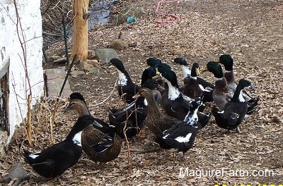 The ducklings as adults are mixed with the other ducks. They are outside next to an old stone springhouse