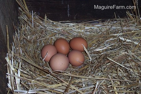 Five freshly layed eggs laying in a nest of hay