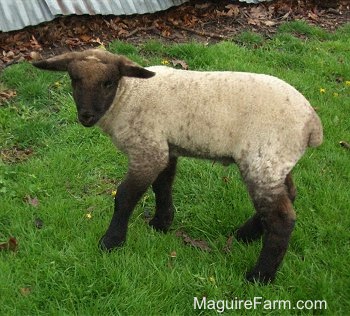 A Baby Lamb standing in a field in front of a tin roof of a spring house