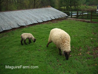 A Baby lamb is eating grass in a yard with his mother eating grass next to him. There is a stone spring house with a tin roof, a split rail fence and a swimming pool behind them.