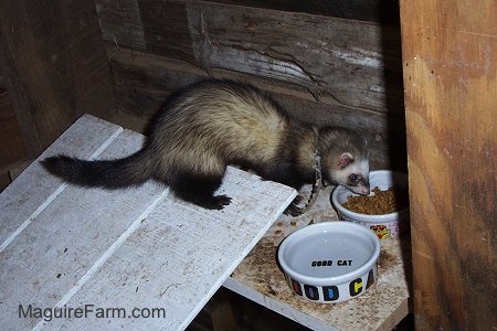 A ferret is eating cat food out of a food dish with a ceramic water bowl next to it that says 'good cat' written in black letters on the bottom of the bowl on a wooden shelf inside of a barn stall.