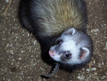 Close Up - A black, tan and white ferret is laying in dirt looking to the left. It has a brown leather collar on