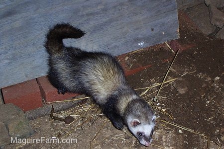 A ferret begins to explore the dirt area around the chicken coop stall