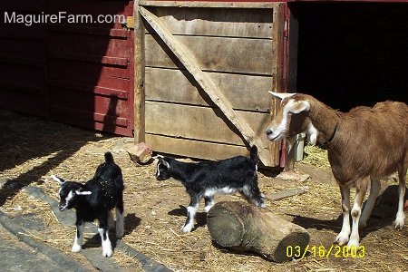 A mother goat and her two kids in front of a red barn with an open stall door. The kids are black and white and the mother is brown and white. They are all next to a tree stump that is laying in front of the stall door.