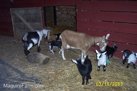 Two adult mom goats with their six kids in front of a red barn with the stall door open.