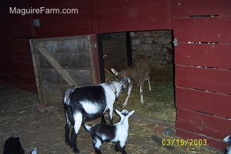 The black and white and brown and white adult mother goats are bucking heads.  One mother is inside the open barn stall door and the other mother goat is outside the stall door. A black and white kid goat is watching them.