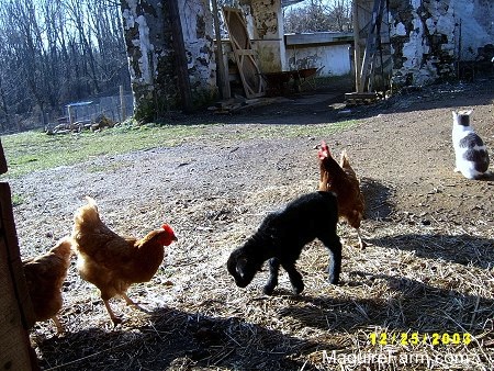 A black baby goat is exploring the outside environment. There are three chickens around it and a grey and white cat  sitting in the dirt and looking towards the old stone foundation of a barn in the background