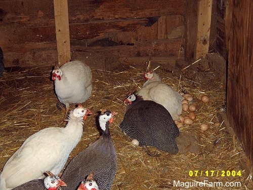 Seven birds in a barn stall. Two guinea fowl are sitting on most of the eggs. There are five other guinea fowl in the barn. Three are white and four are gray and white