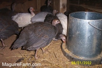 Close Up - guinea fowl are eating out of a metal feed dispenser