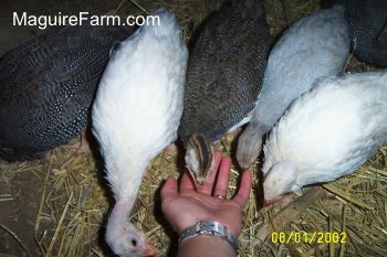 Some guinea fowl are eating out of a hand and one guinea fowl is looking around a hand