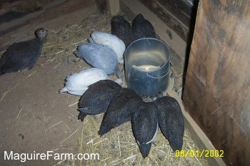 Nine guinea fowl are circling a feed dispenser and eating out of it. One guinea fowl is standing behind the rest of the guinea fowl