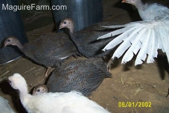 One light blue guinea fowl is opening its wings and jumping. Three grey and a one white guinea fowl are running away from it