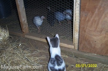 A gray and white cat is looking at five guinea fowl through the wire mesh of the coop