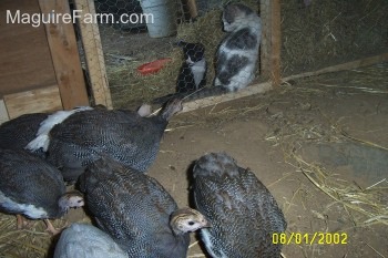 Two Cats are sitting up against the wire mesh of the coop looking in. The guinea fowl moved to the corner of the coop