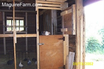 Two guinea fowl are sitting on top of a wooden door inside of a barn. The rest of the birds are in the coop