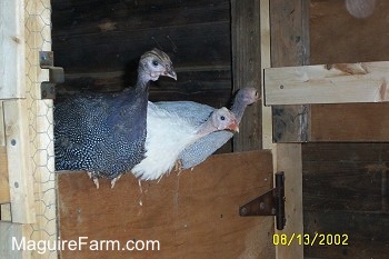 Close Up - Three guinea fowl are perched on a wooden door. The bird on the left is black and white, the middle bird is white and the bird to the right is light blue.