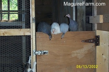 Four guinea fowl are on top of a wooden door. There is a grey and white cat trying to claw get at them