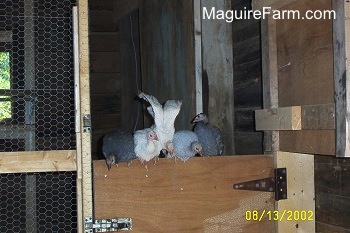 one more white guinea is joining the other four that are on top of a wooden door. It is landing with its wings still spread.