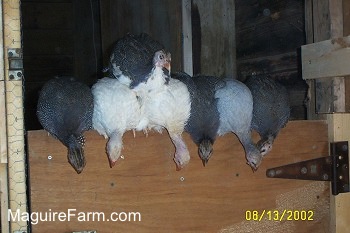 Six Guineas are looking over the edge of a wooden door. There is one Guinea on top of the other Guineas. Its like they are starting a Guinea Pyramid