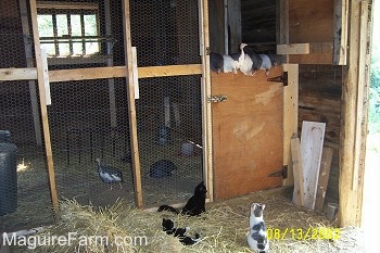 Seven guinea fowl are sitting on the wooden door. There are three cats waiting for them on the ground