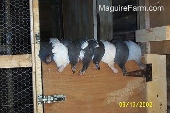 Eight guineas are hanging over the edge, looking at the ground from on top of the wooden door
