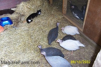 Six guinea fowl are on the outside of the coop. There is a black with white cat laying in the hay. There are a couple birds still in the coop